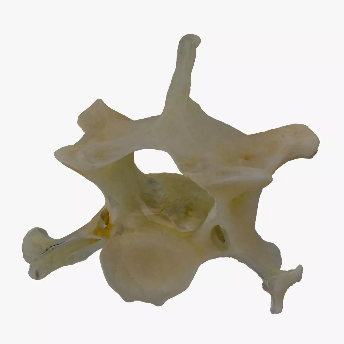 Domestic Cat Cervical Vertebrae C4 RAW Scan 3D model