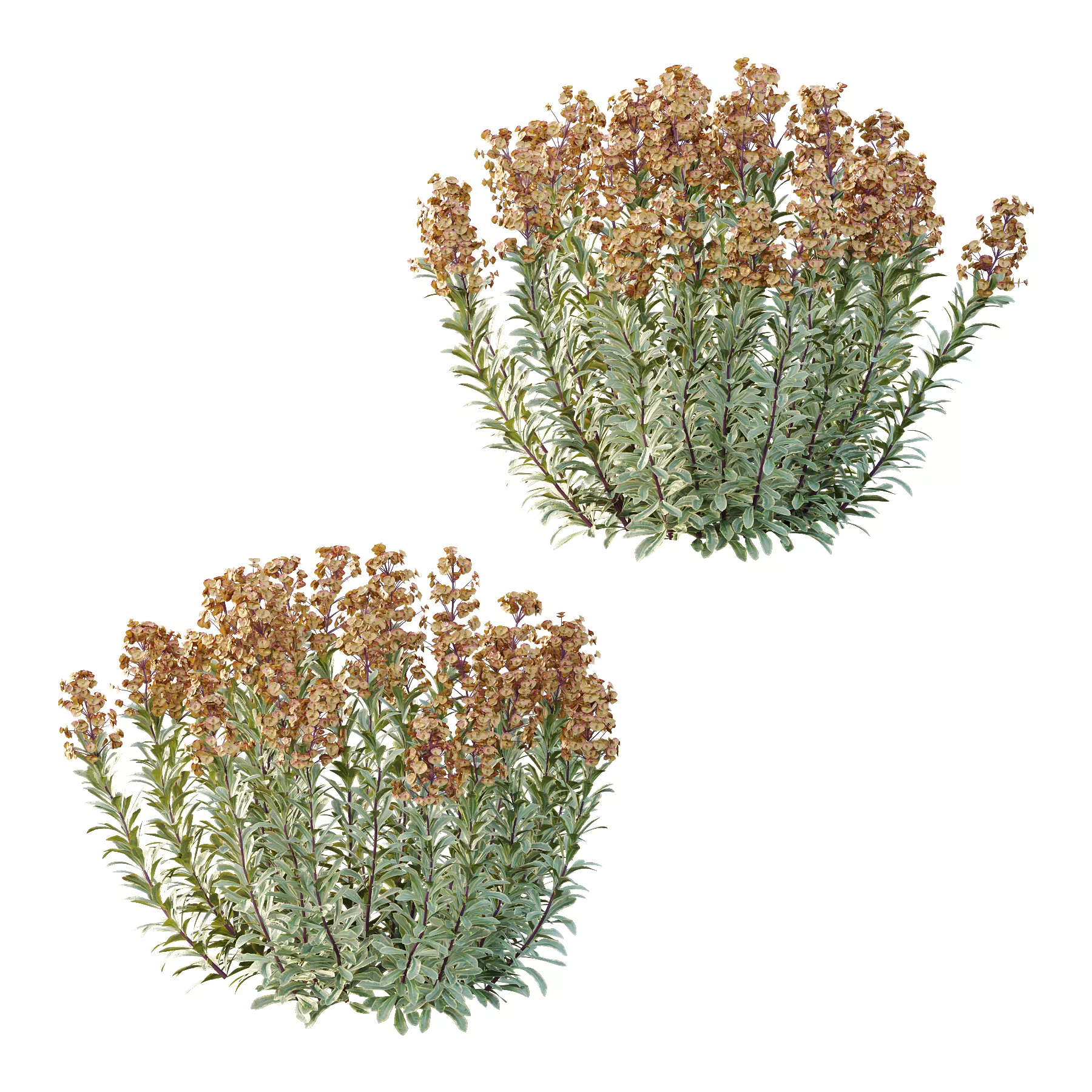 Euphorbia blackbird Plant 03 3D model