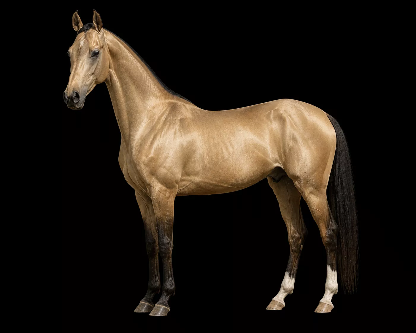 Pferd zum Drucken 3D print model