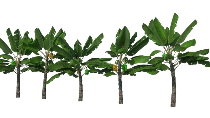 Banana tree - Bananeira 3D model