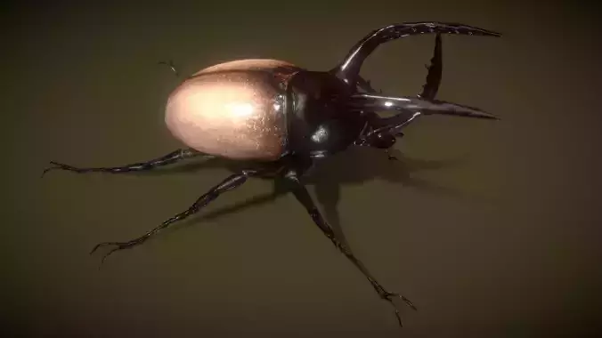 Rhino Beetle Fighting  Low-poly 3D model