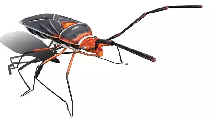 Extra Beetle  Low-poly 3D model