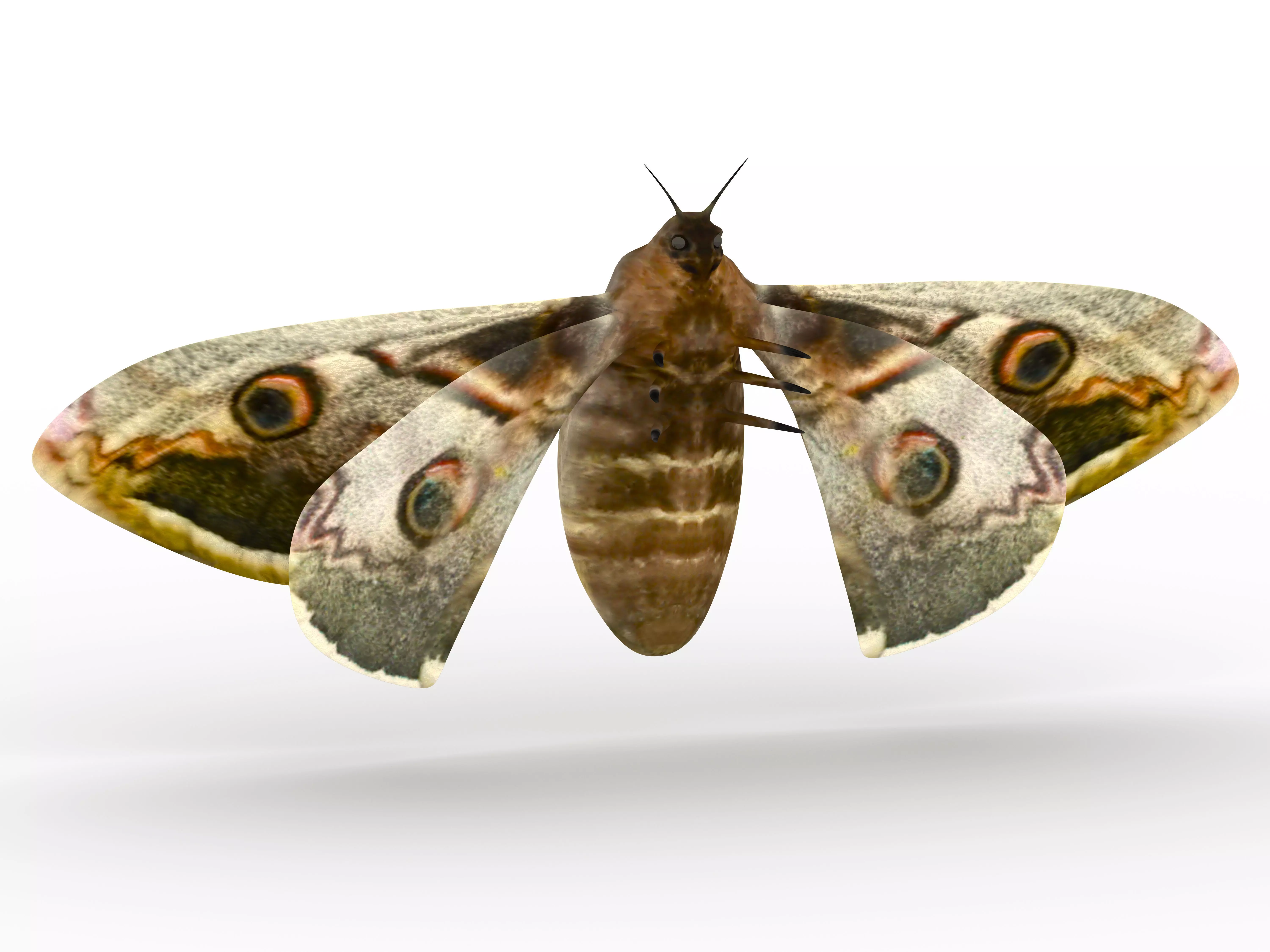 butterfly moth 3D model
