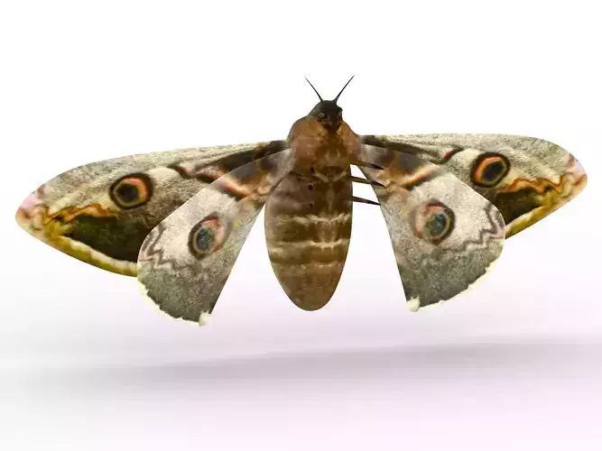 butterfly moth 3D model