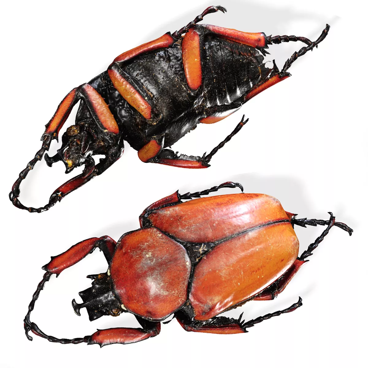 BEETLE Fornasinius Russus Beetle BEETLE INSECT BUG ANT 3D print model