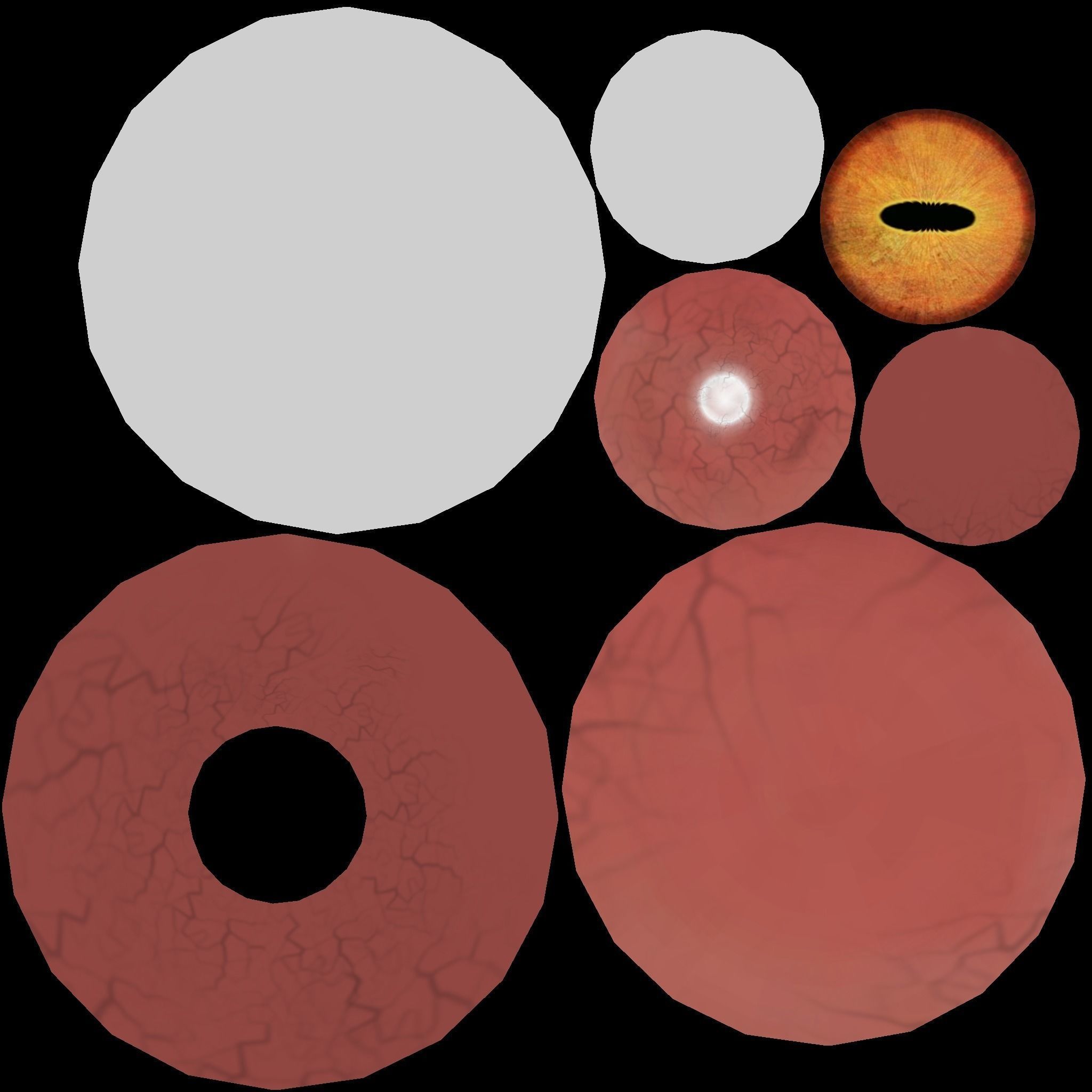 Shonisaurus dinosaur 3D model_14