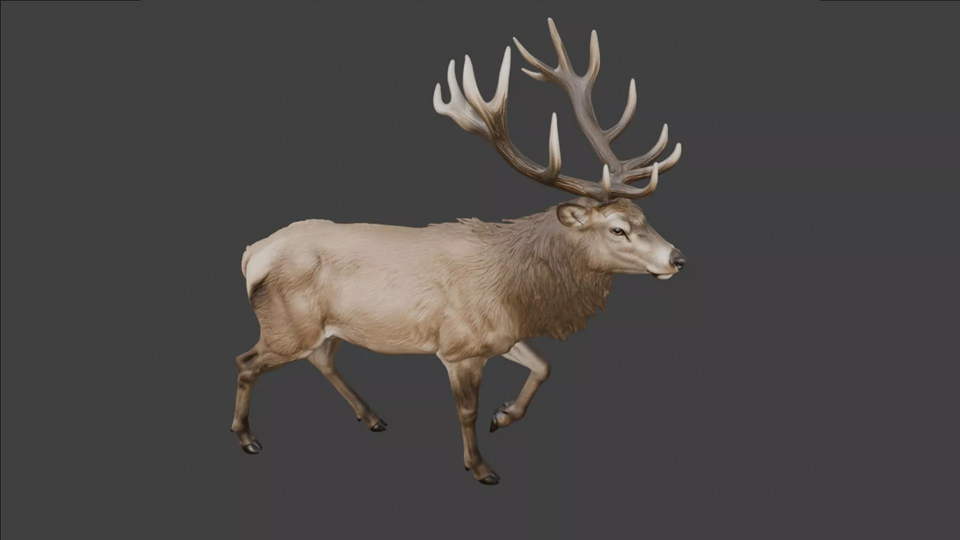 Realistic Elk Deer 3D Model - Wildlife Animal 3D model