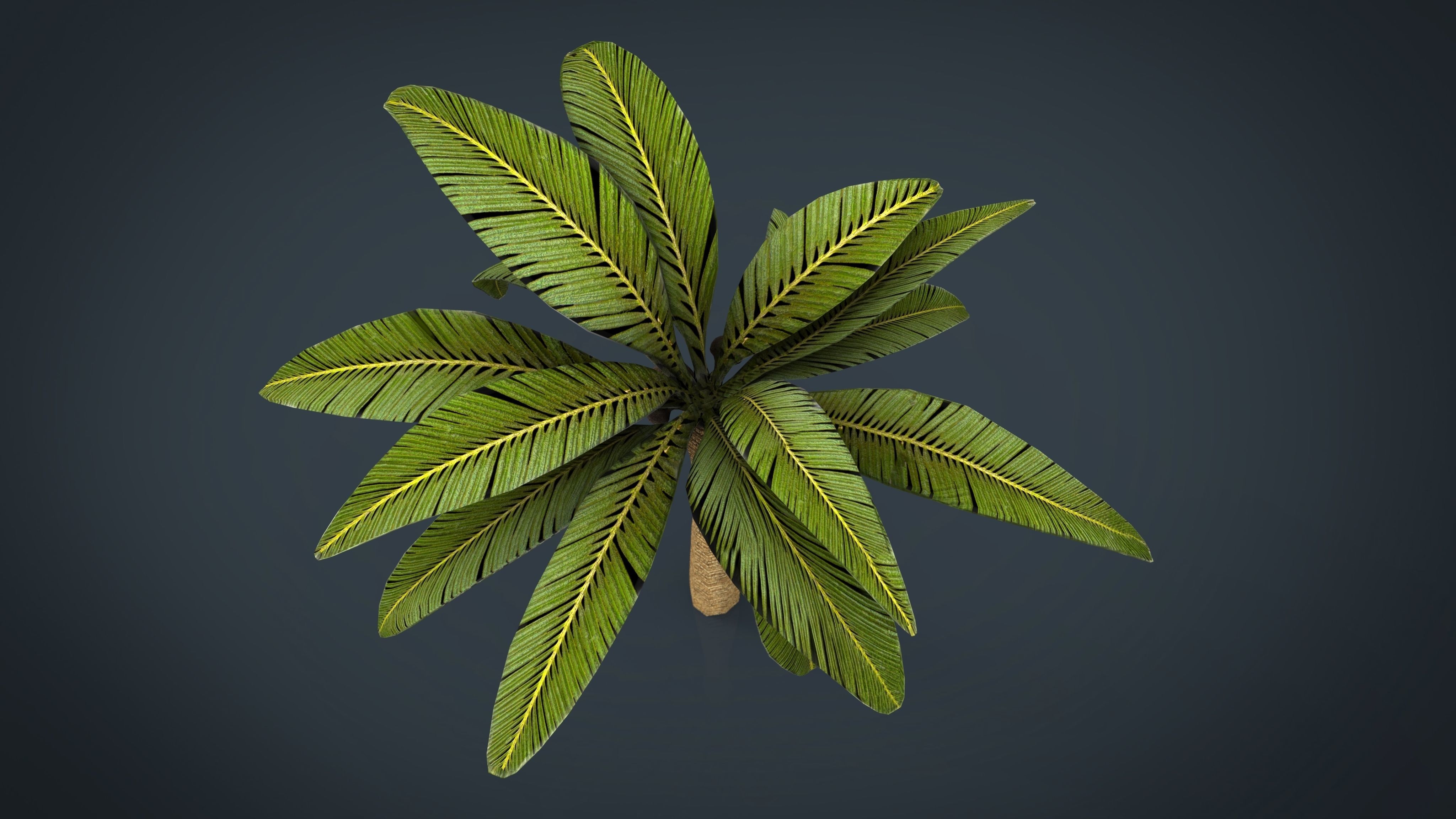 Palm Tree Low-poly 3D model_9