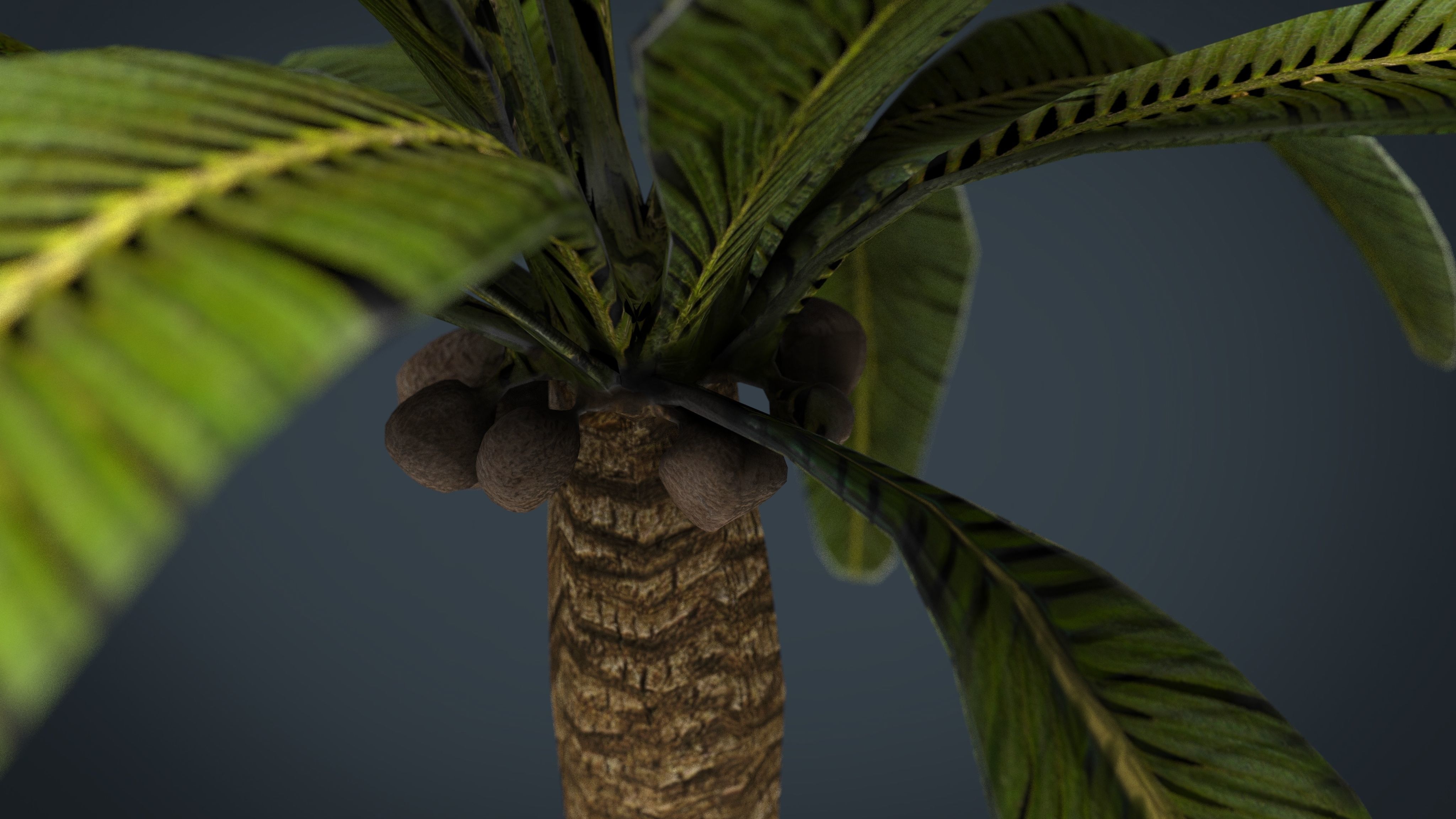 Palm Tree Low-poly 3D model_8