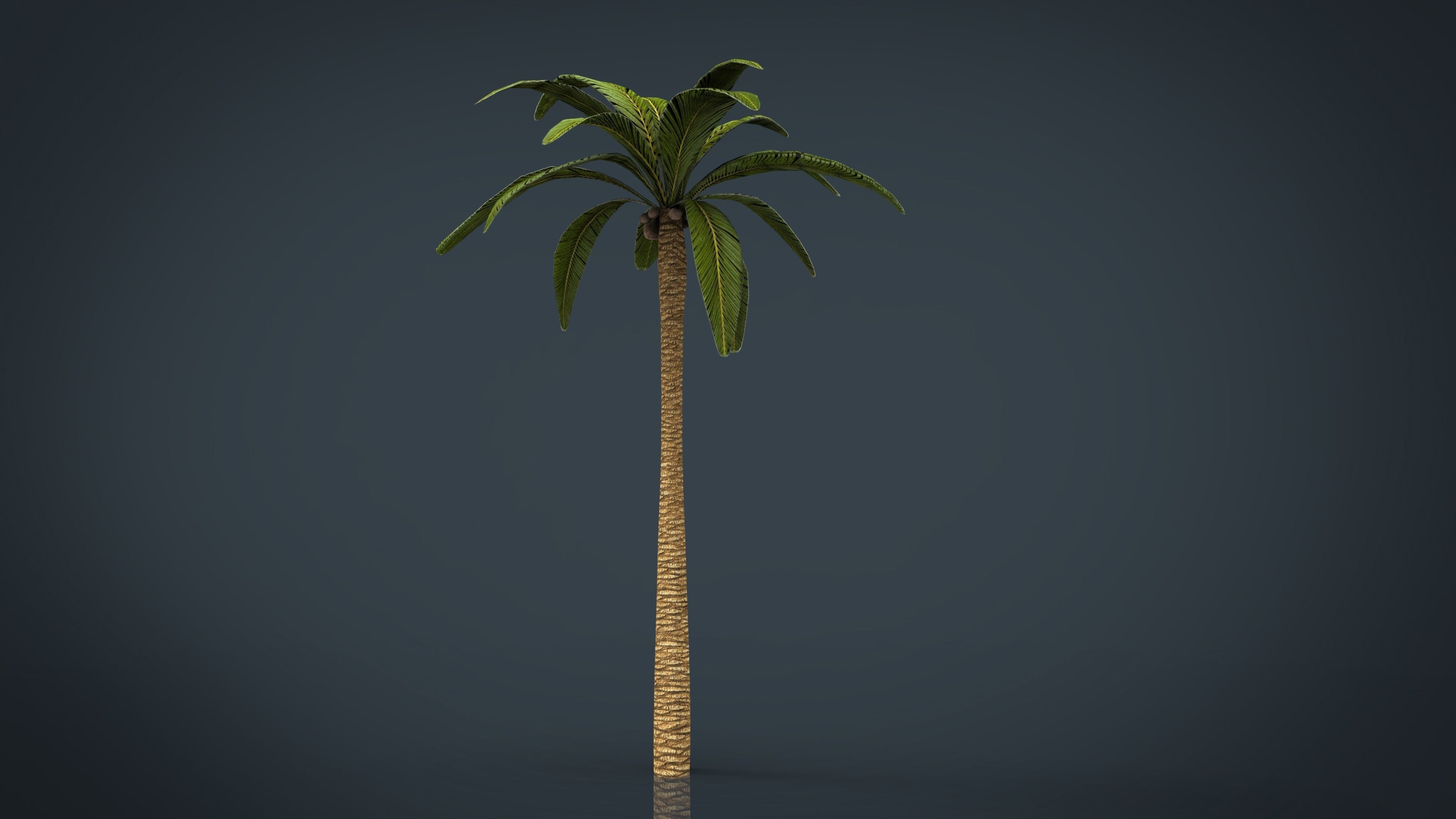 Palm Tree Low-poly 3D model_2