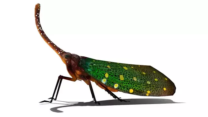 Lanter Bug  Low-poly 3D model