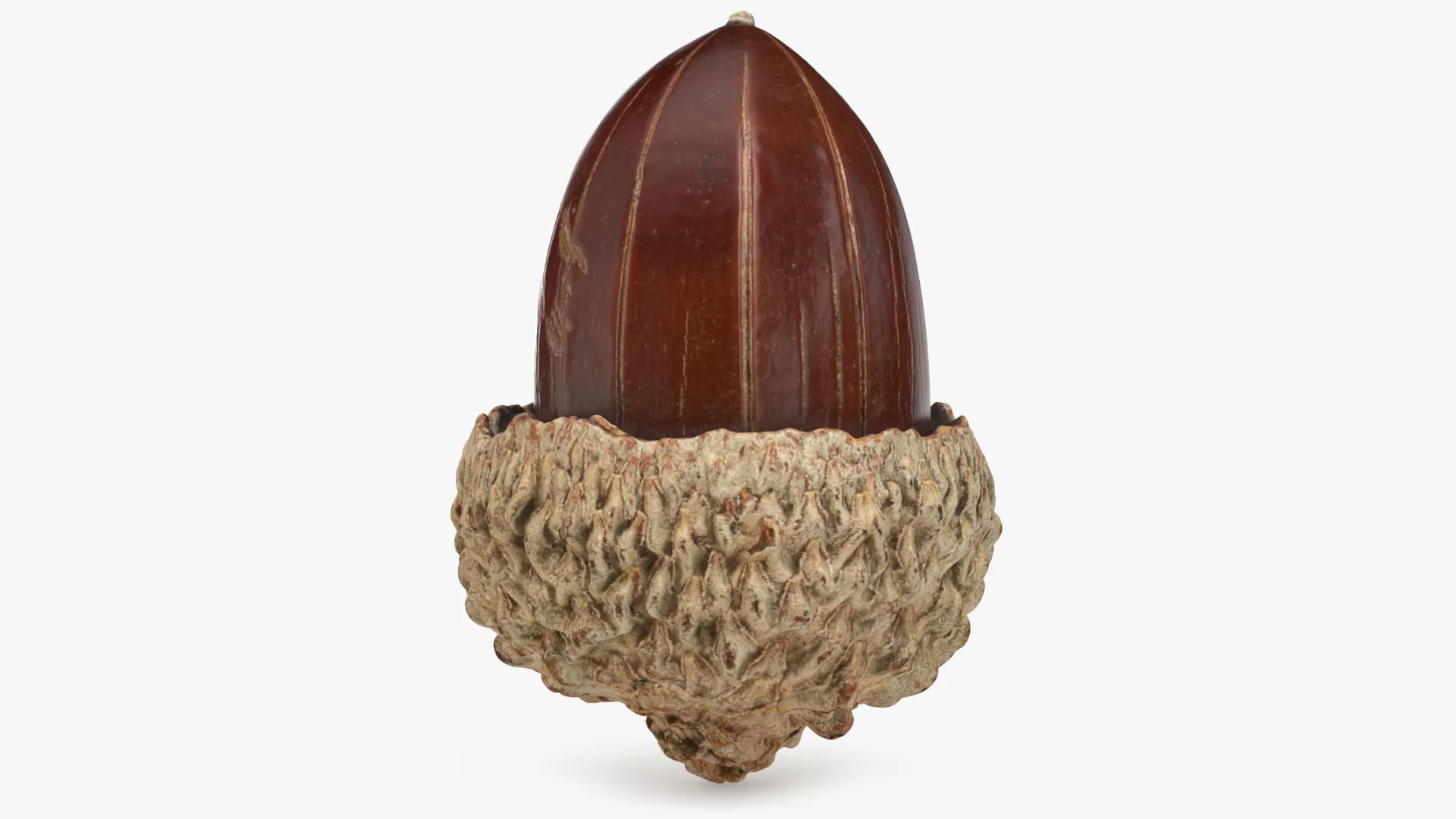 Acorn 01 Low-poly 3D model