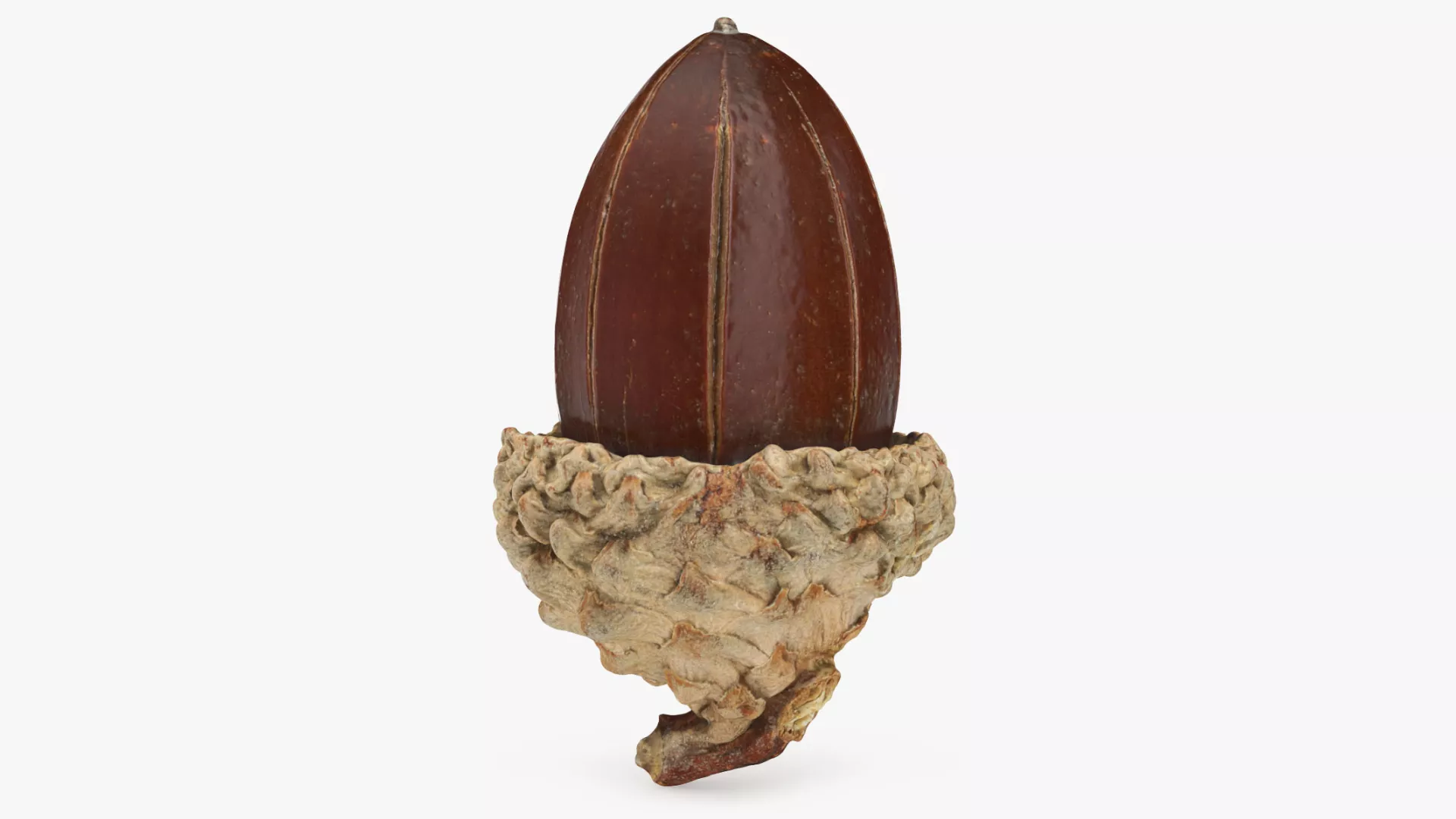 Acorn 02 Low-poly 3D model