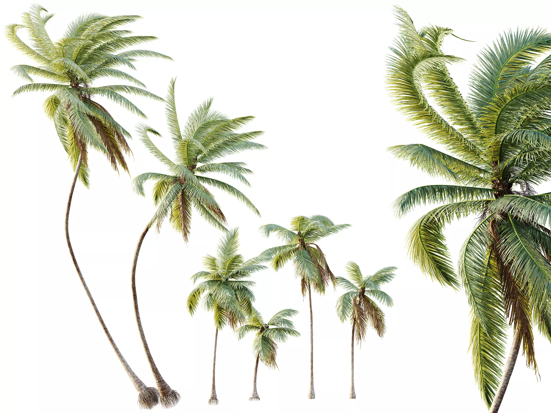 AV Plant Cocos Nucifera Palm Tree 01 3D model
