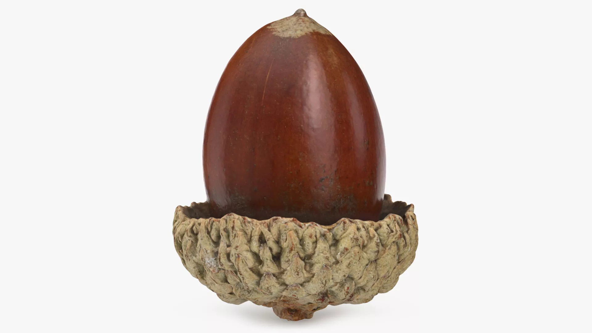 Acorn 03 Low-poly 3D model