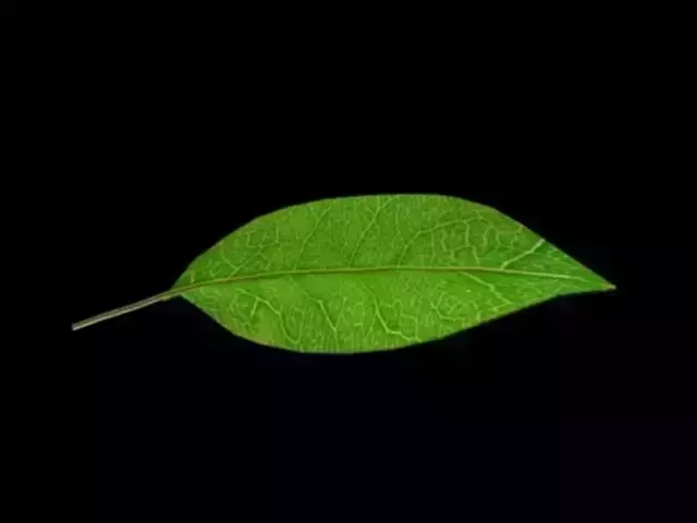 tree  leaf Free low-poly 3D model