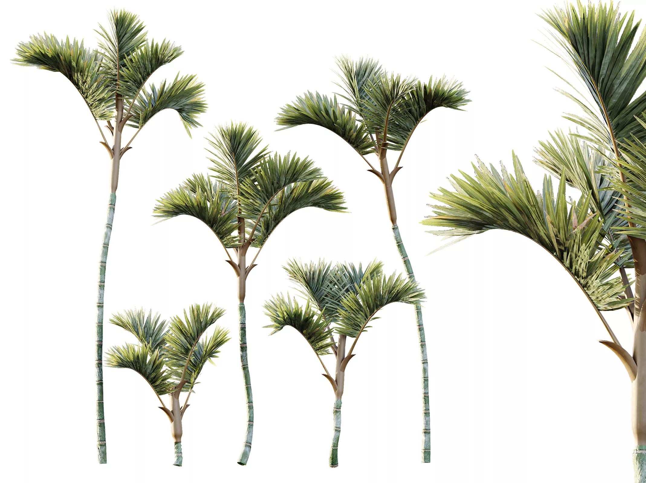 AV Plant Cyrtostachys Renda Palm Tree 03 3D model