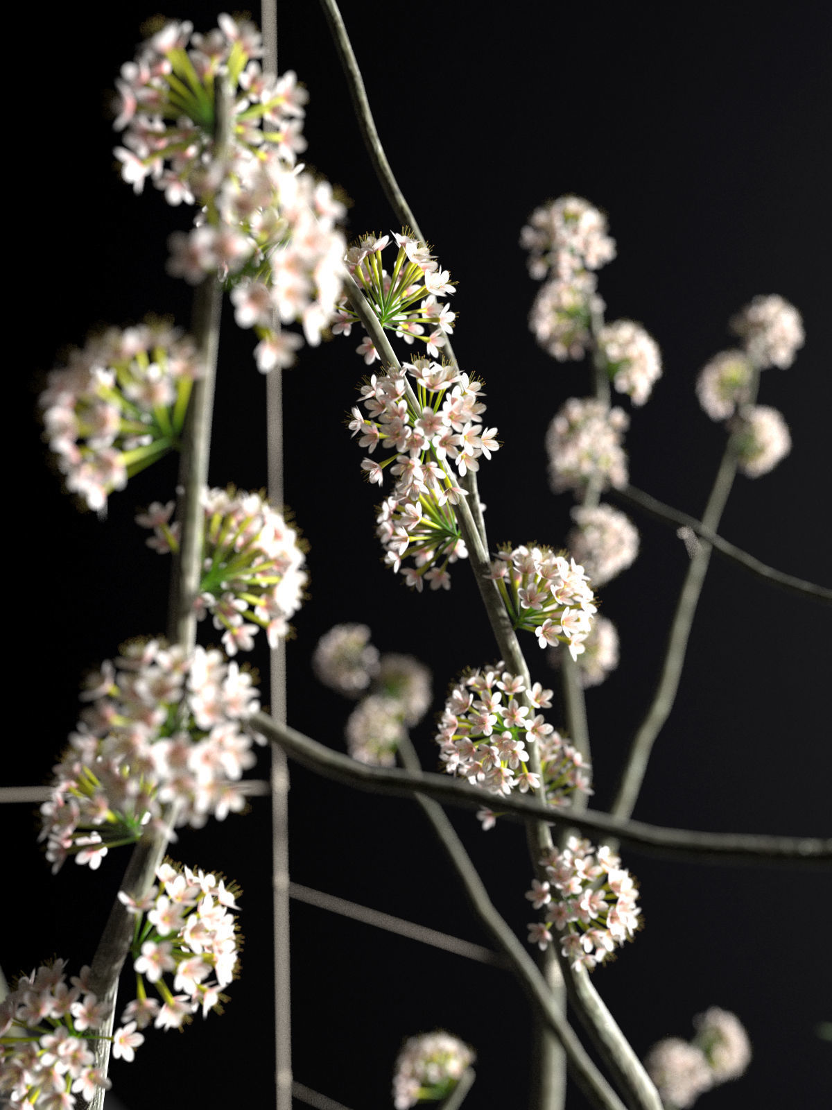 String Garden 3D model_4