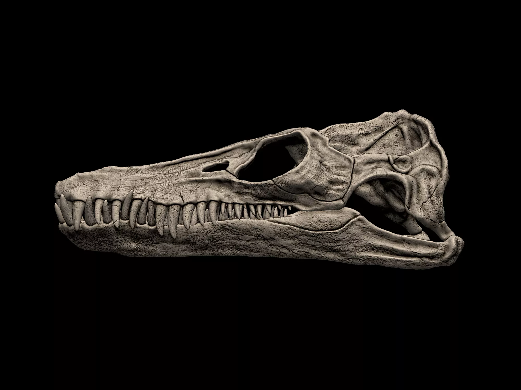 Attenborosaurus Skull 3D print model
