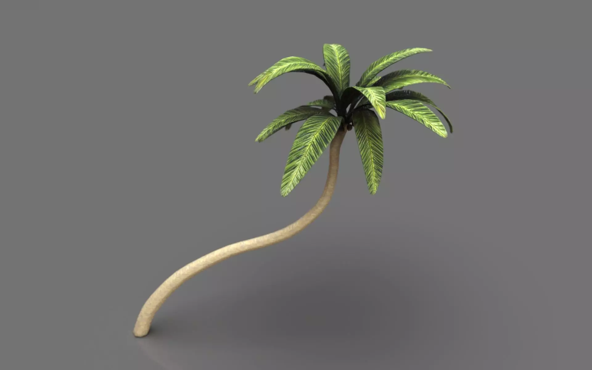 Palm tree 2 Low-poly 3D model_0