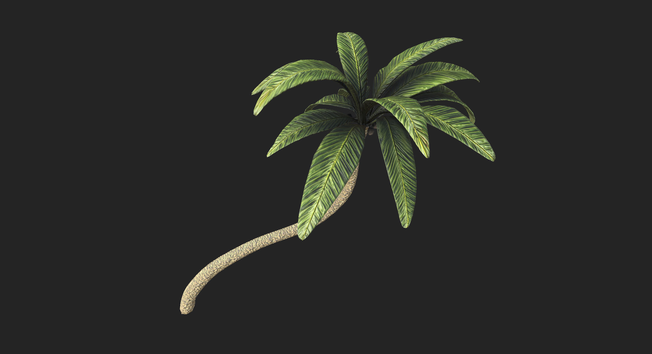Palm tree 2 Low-poly 3D model_8