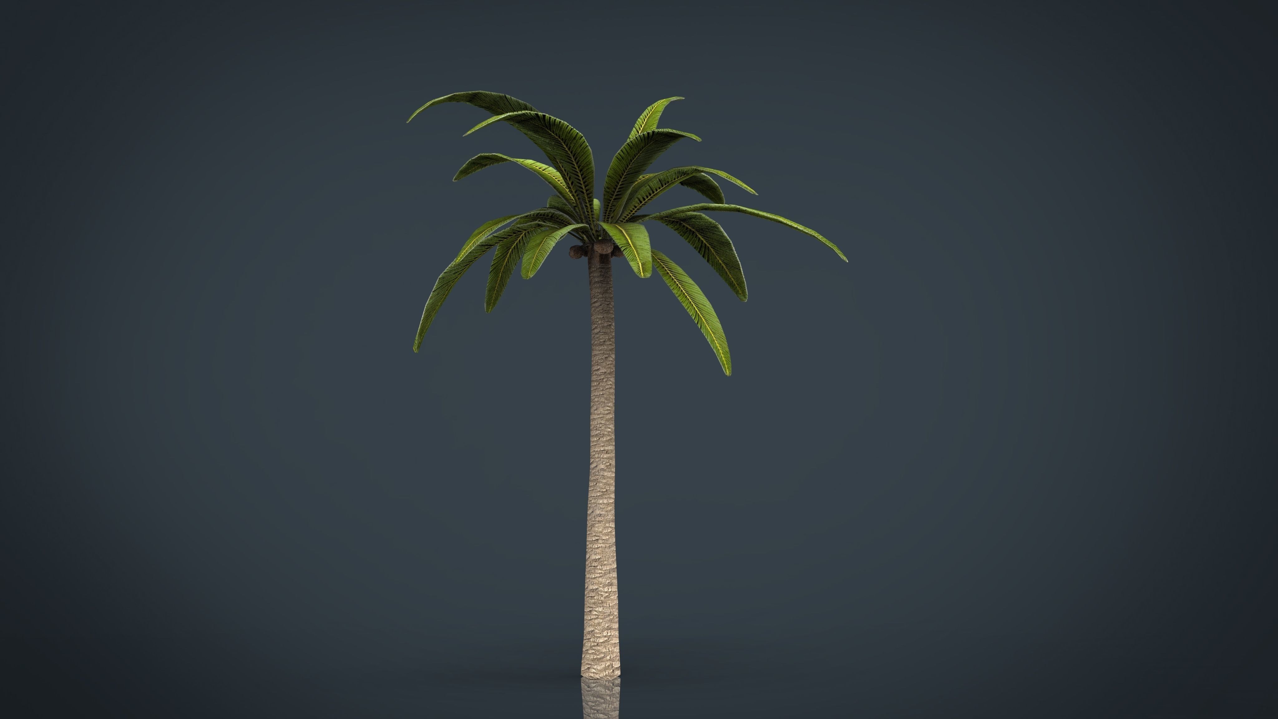 Palm tree Low-poly 3D model_3