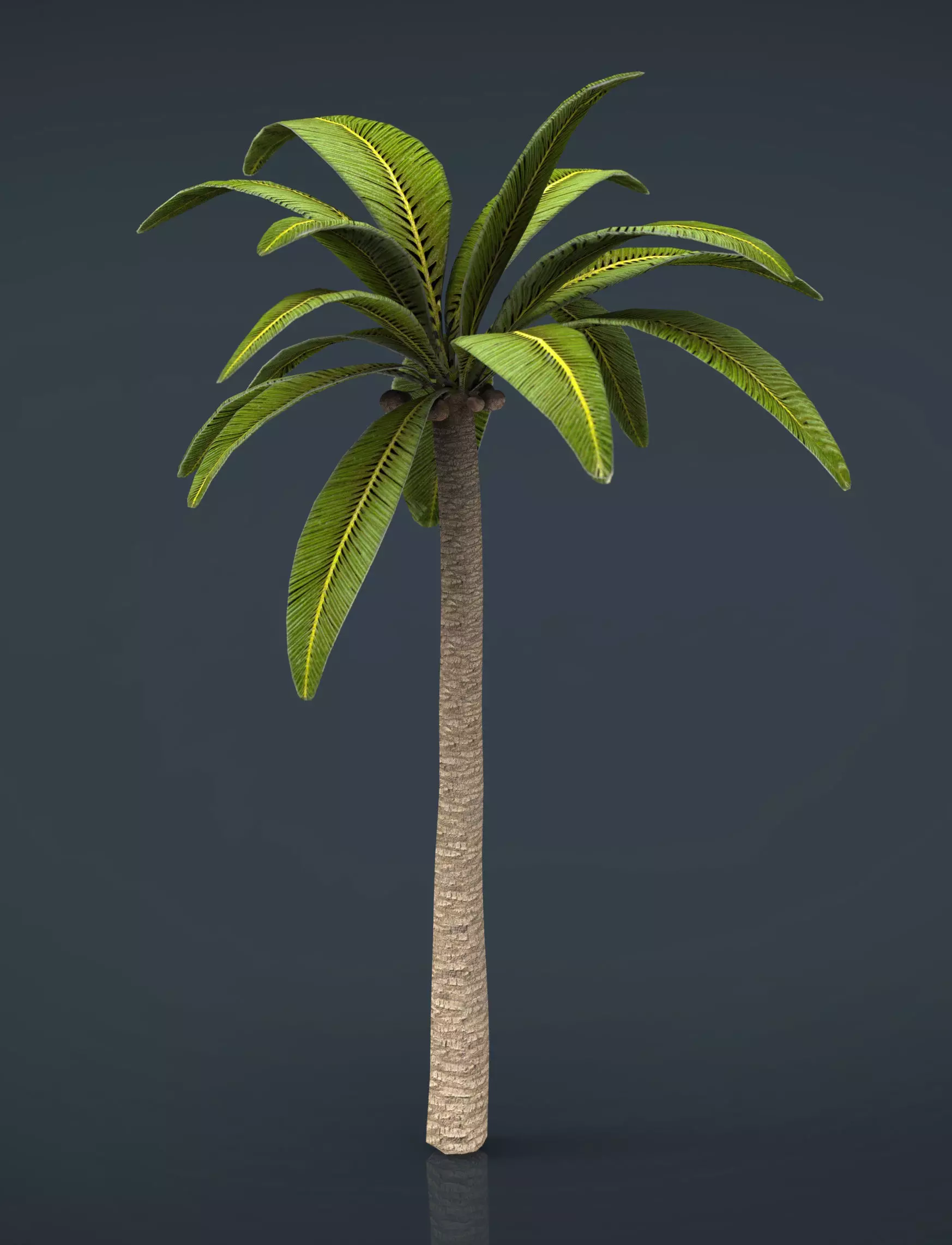 Palm tree Low-poly 3D model_0
