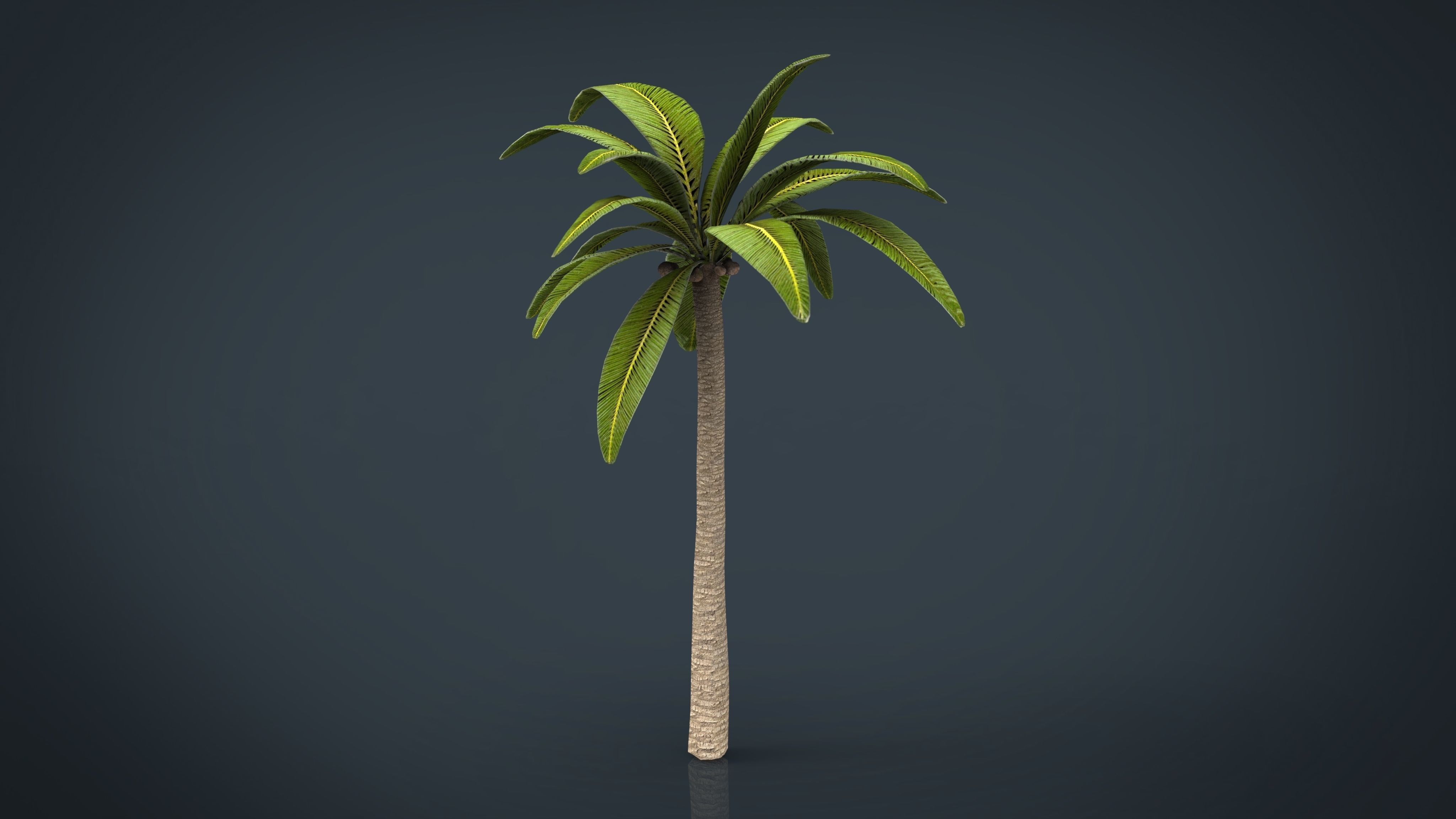 Palm tree Low-poly 3D model_9