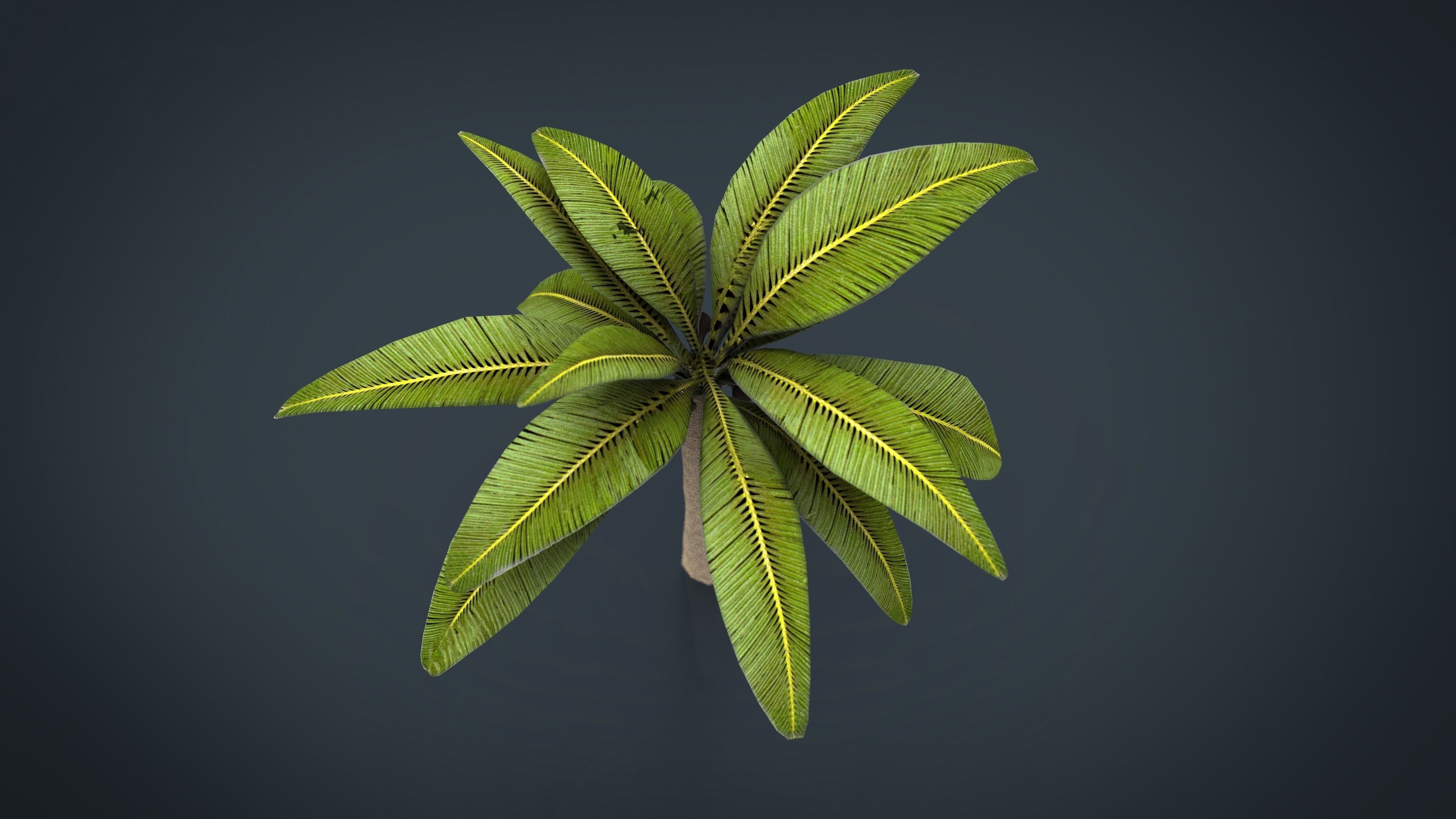 Palm tree Low-poly 3D model_2