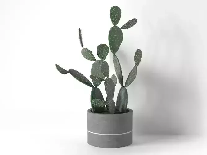 Barbary Fig in Pot 3D model