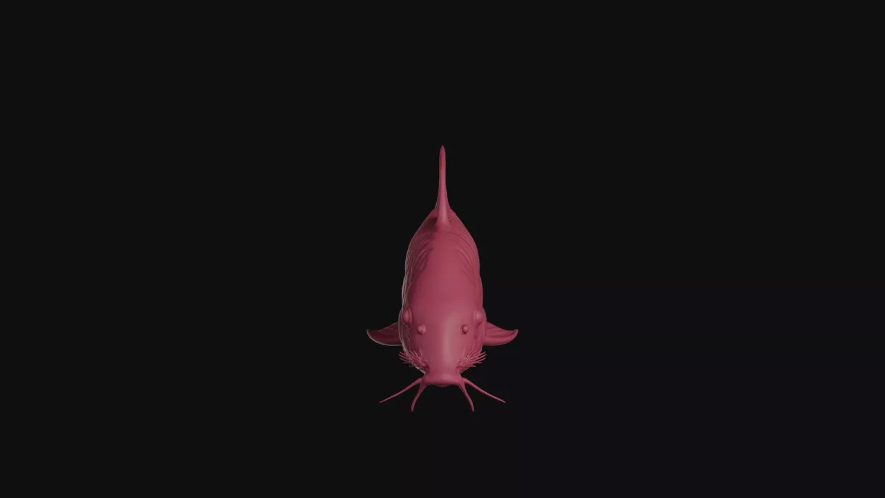Banded Corydoras Catfish Model 3D print model