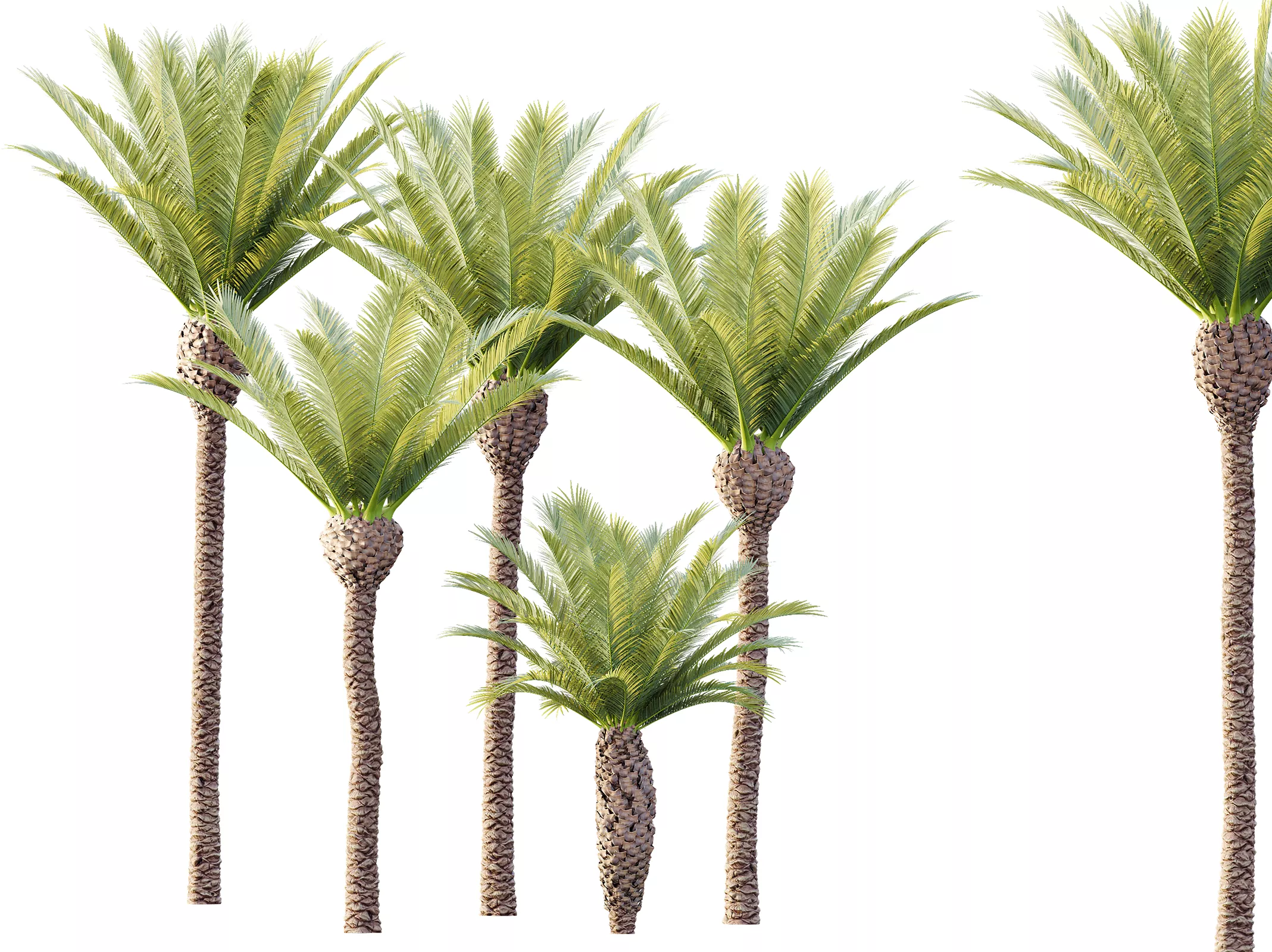 AV Plant Phoenix Canariensis Palm Tree 01 3D model