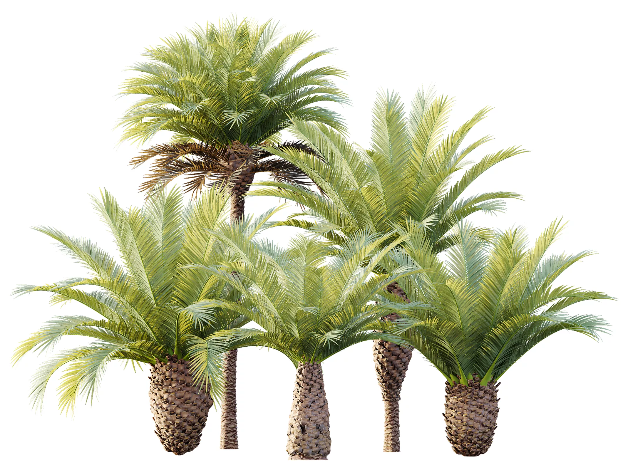 AV Plant Phoenix Canariensis Palm Tree 03 3D model