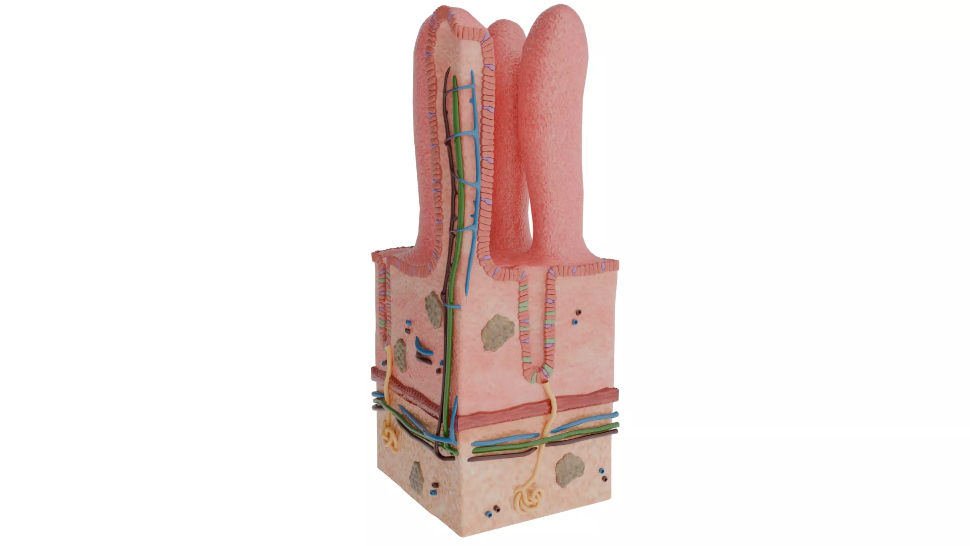Human Intestinal Villus 3D Model 3D model