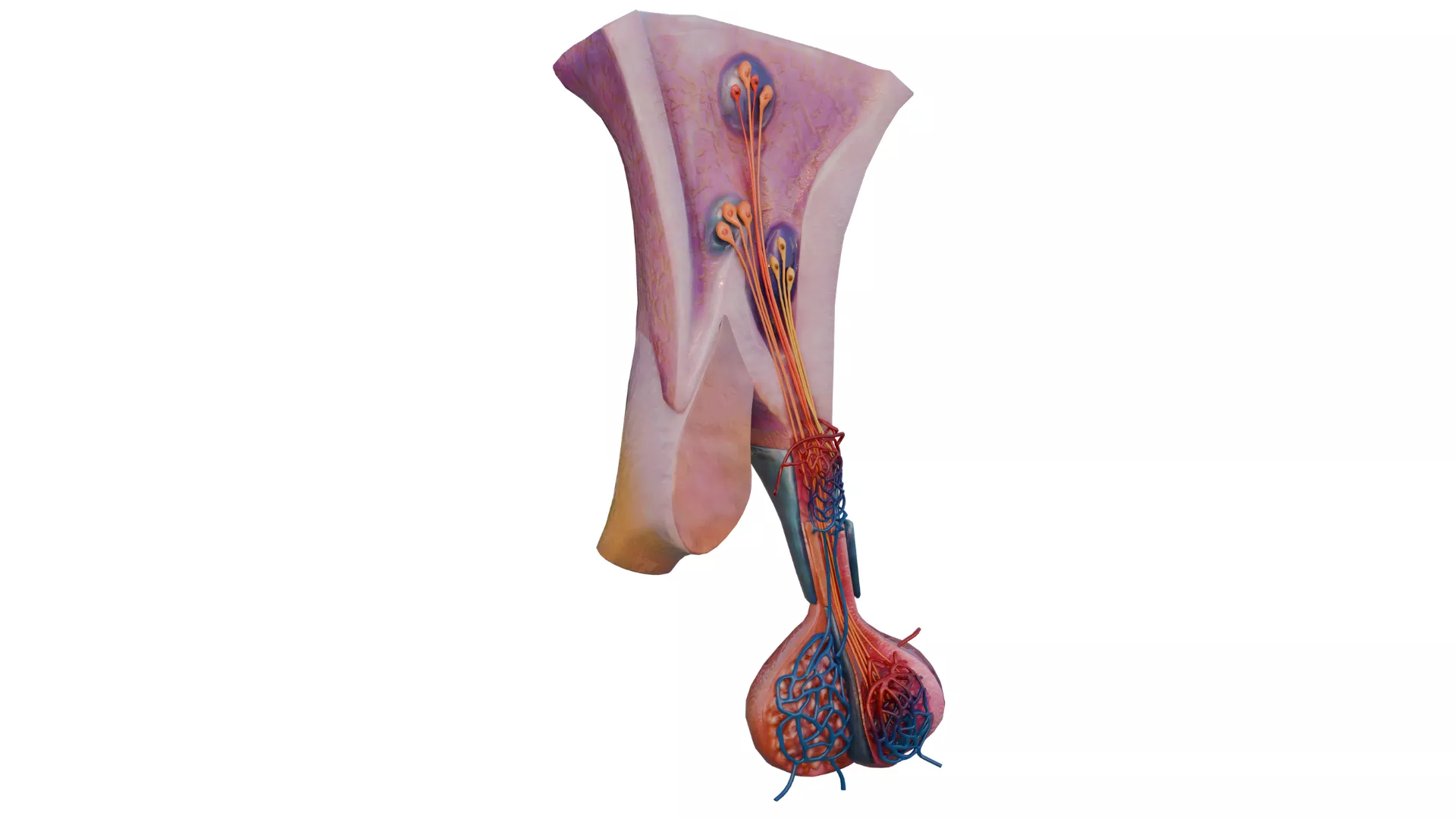 Human Pituitary Gland Anatomy 3D Model 3D model