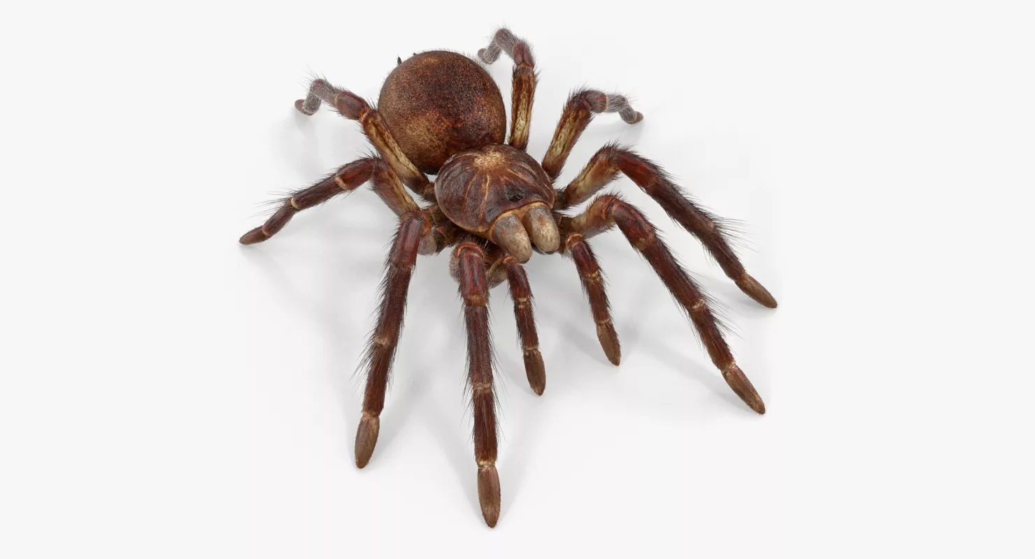 Goliath Birdeater with Fur Rigged 3D model