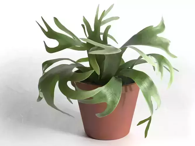 Platycerium Bifurcatum in Pot