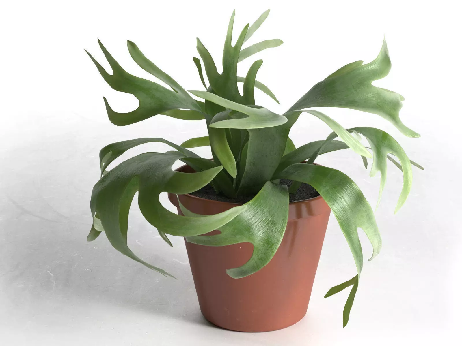 Platycerium Bifurcatum in Pot 3D model_0