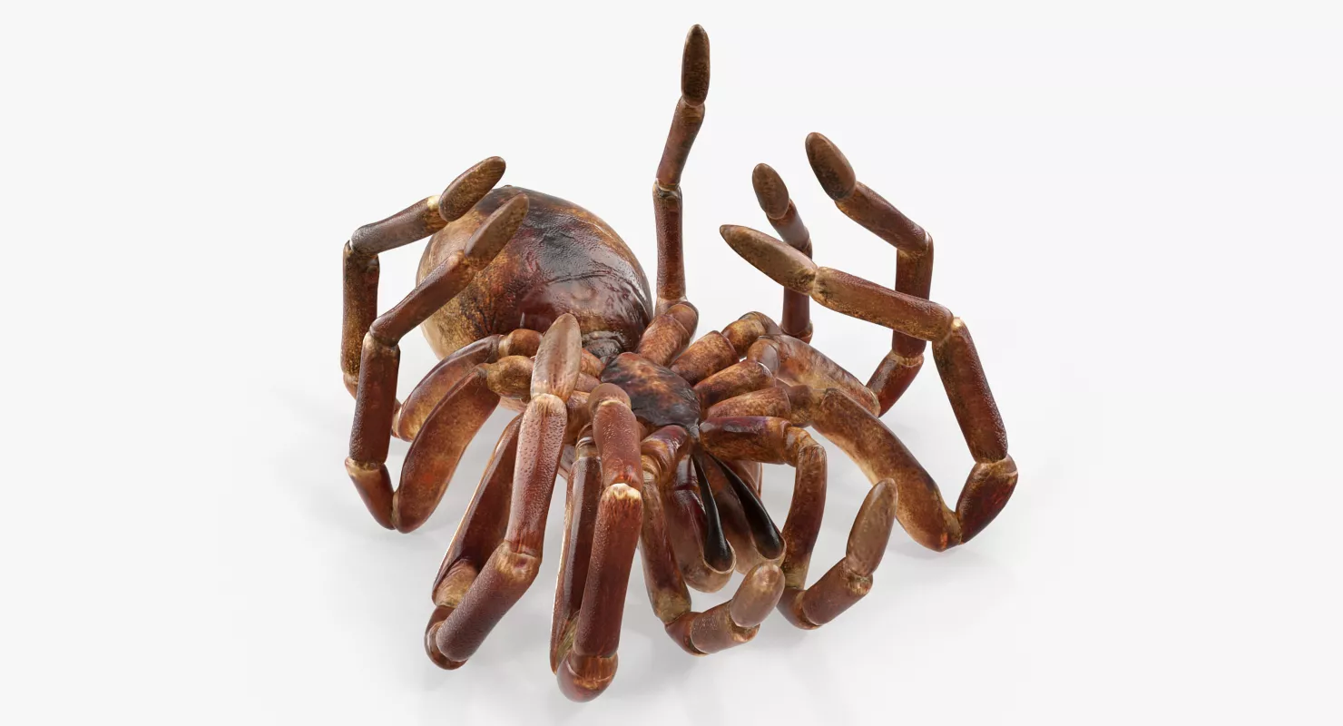 Goliath Birdeater Dead Pose 3D model