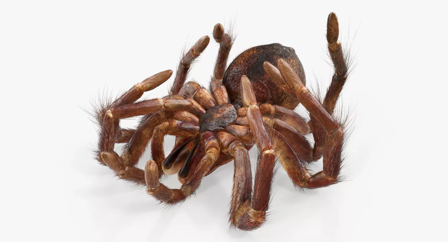 Goliath Birdeater Dead Pose with Fur 3D model