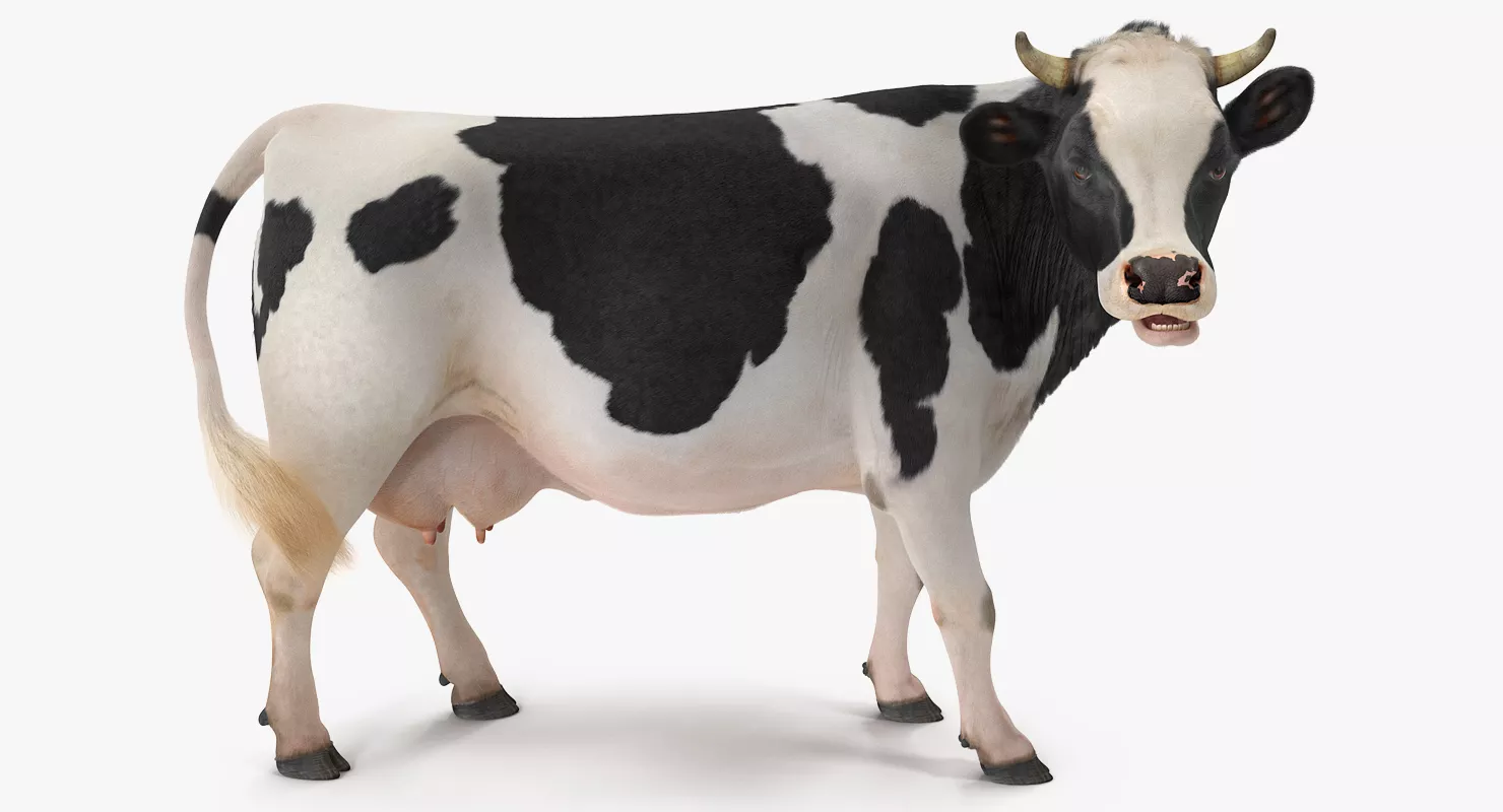 Dairy Cow with Fur Rigged 3D model