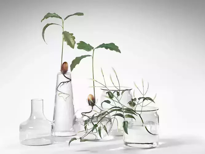 Water Plants in Vases