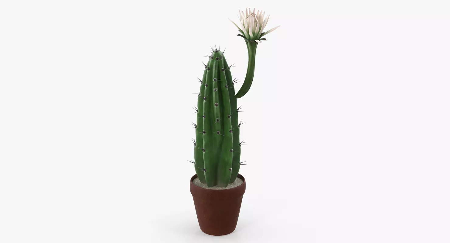 Cereus Blooming Cactus 3D model