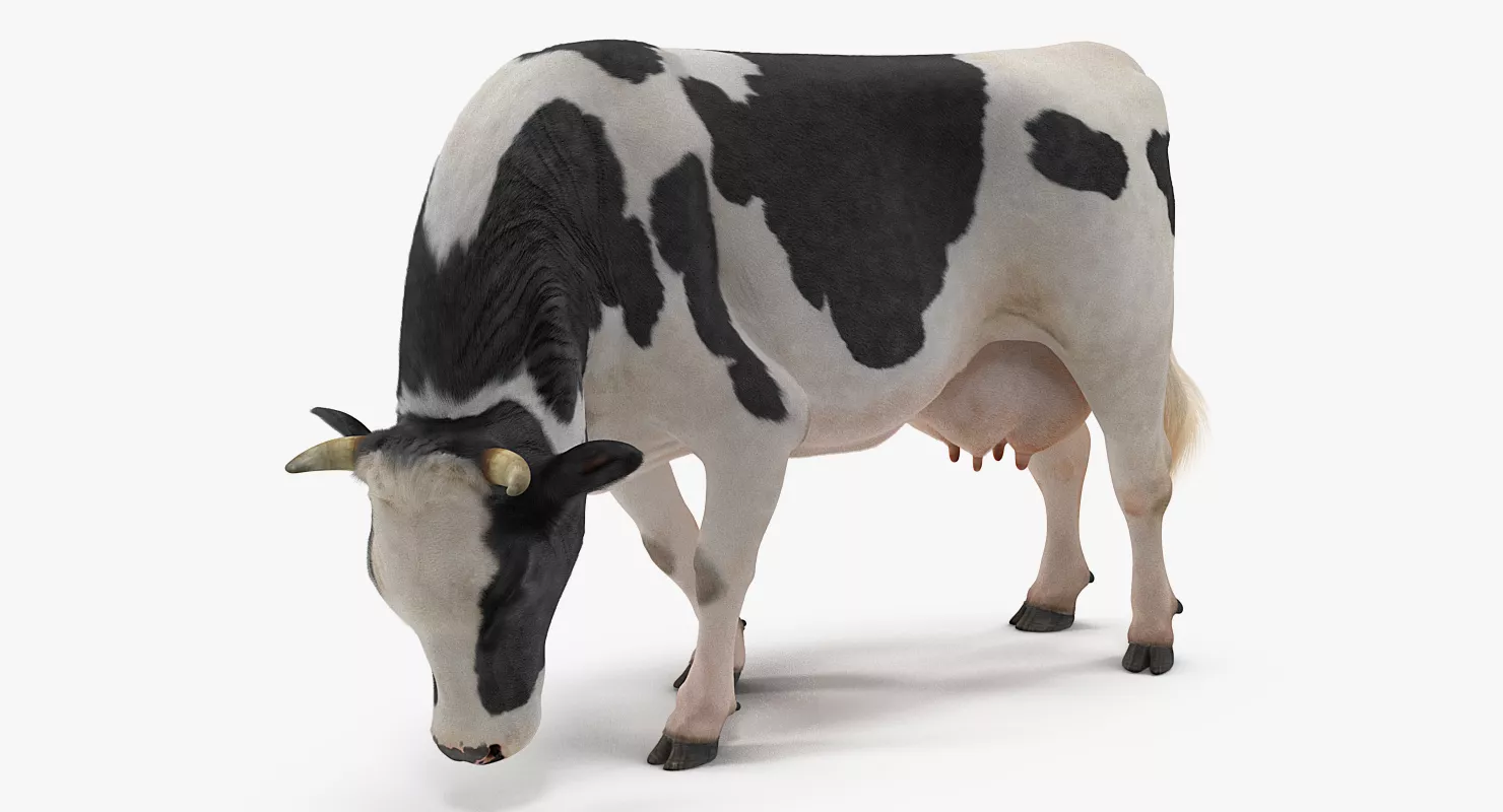 Dairy Cow Eating Pose with Fur 3D model