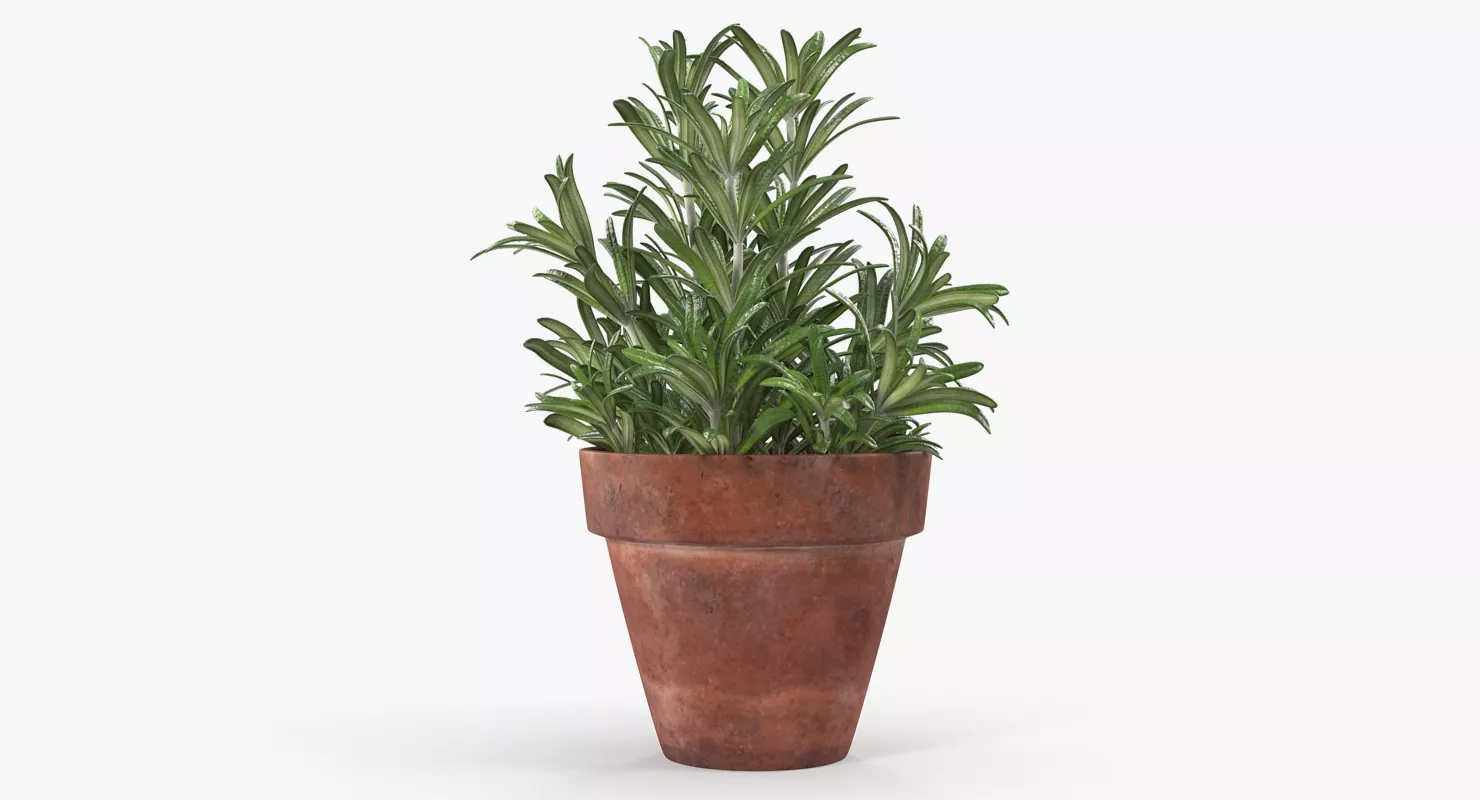 Rosemary Plant in Pot 3D model