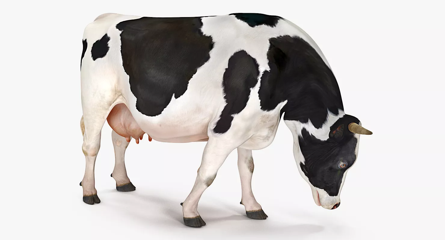 Dairy Cow Eating Pose 3D model