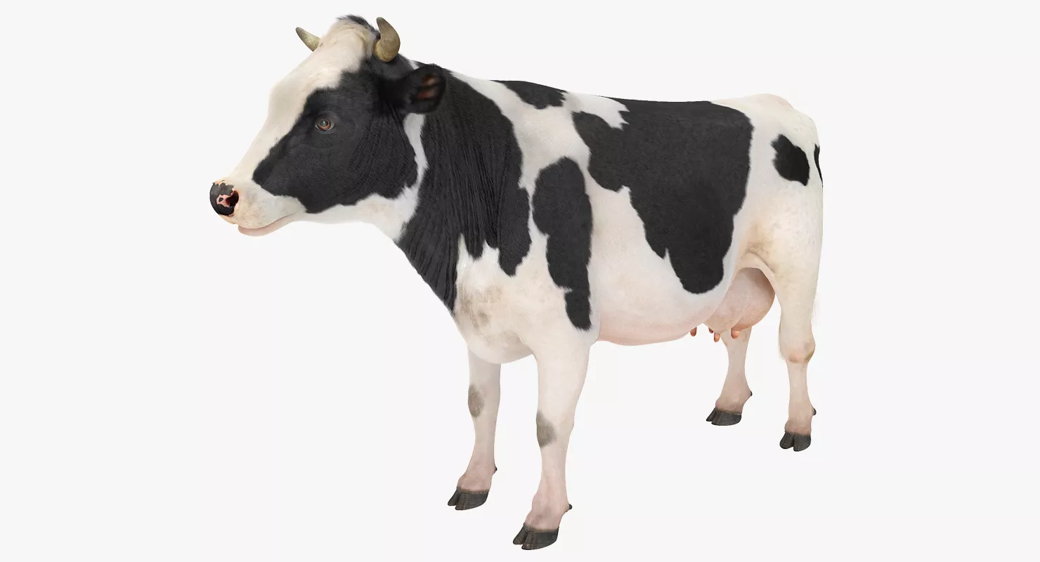 Dairy Cow with Fur 3D model
