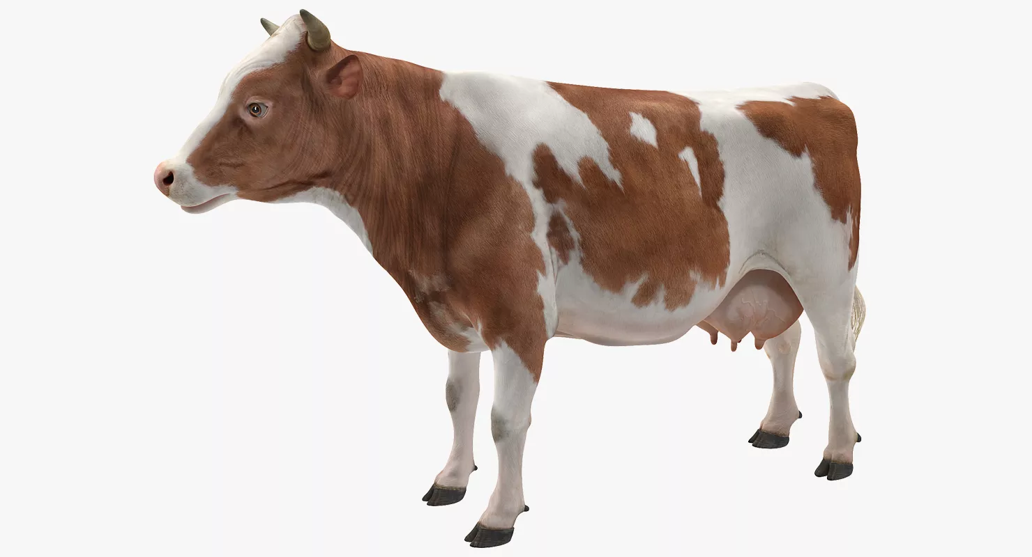 Cow 3D Model 3D model