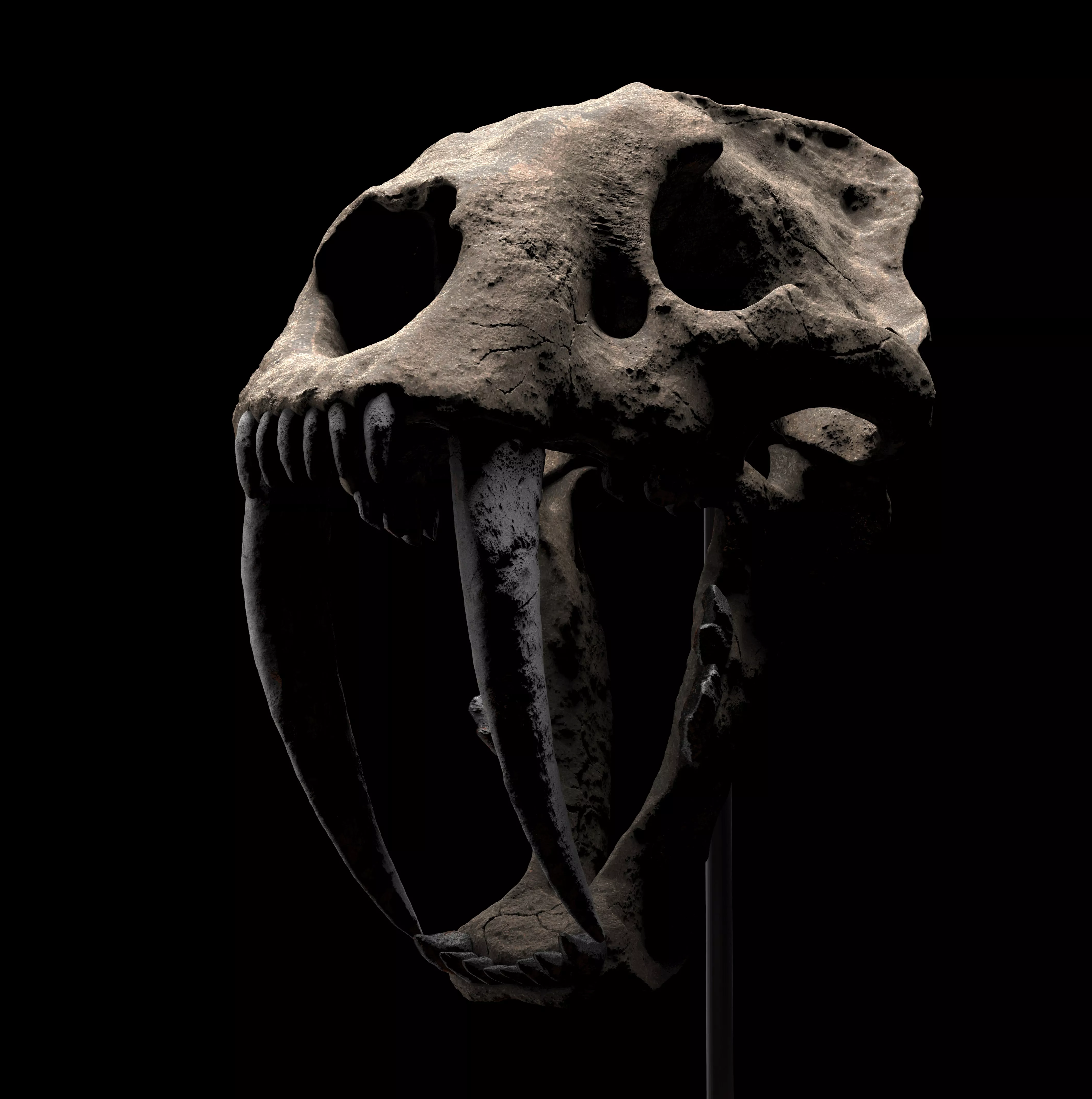 SMILODON SKULL 3D print model