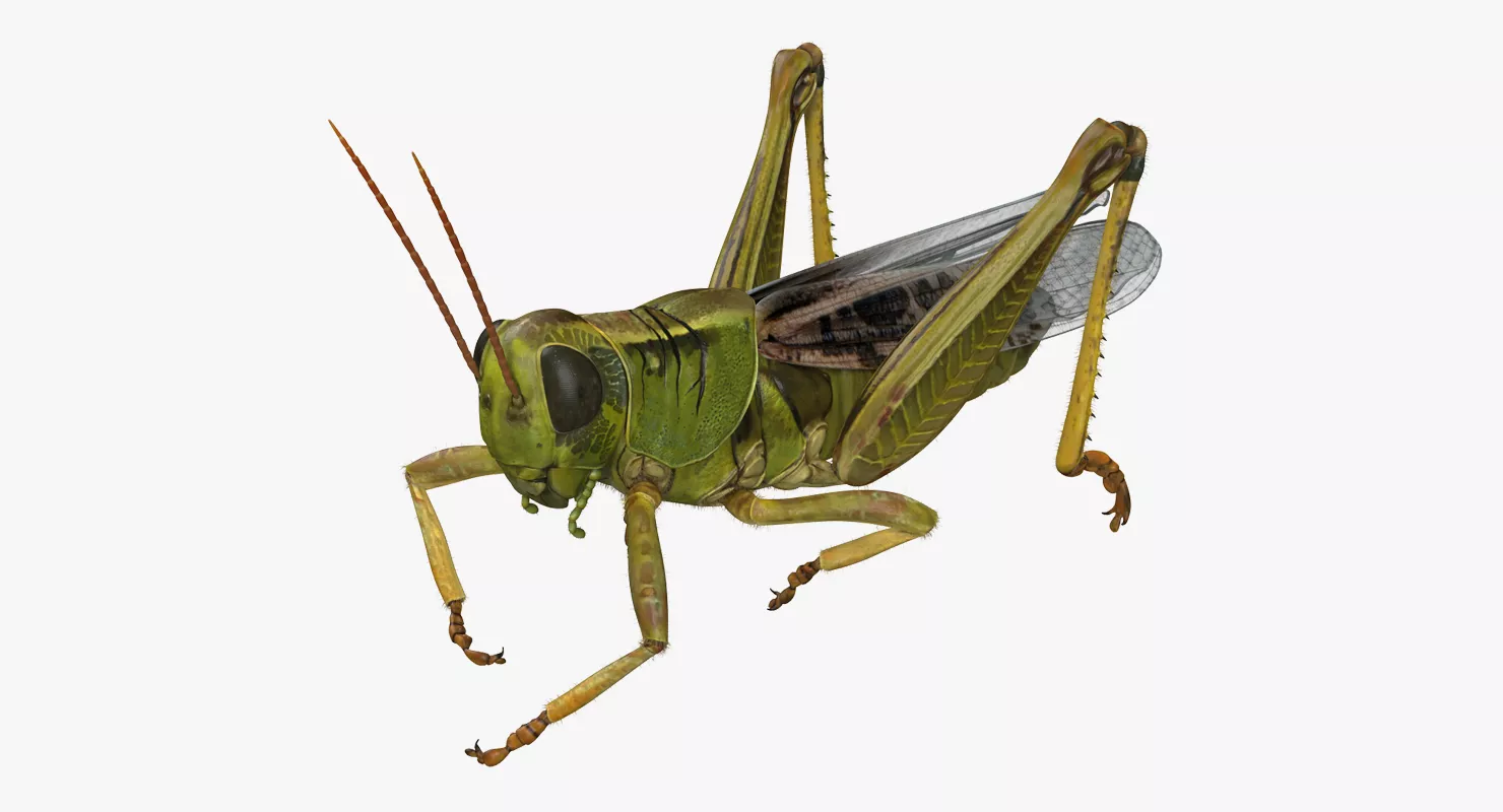 Grasshopper Eating Pose with Fur 3D model